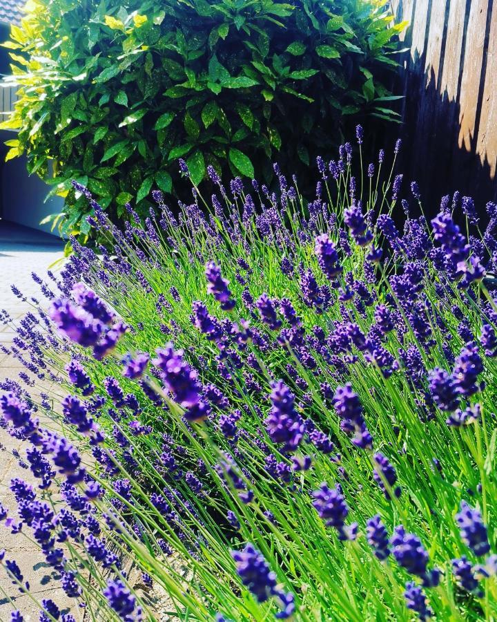 Ferienwohnung Lavanda Руст Екстер'єр фото